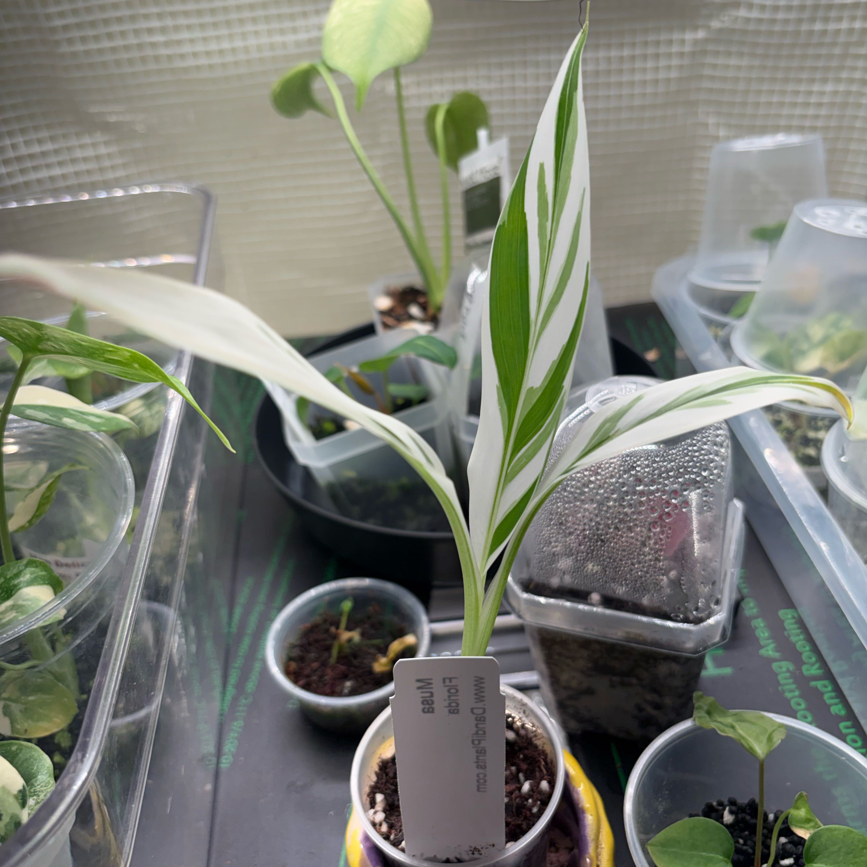 Photo of the plant species Pink Variegated Banana by @HiItsMeMar named Banana Musa Pink on Greg, the plant care app