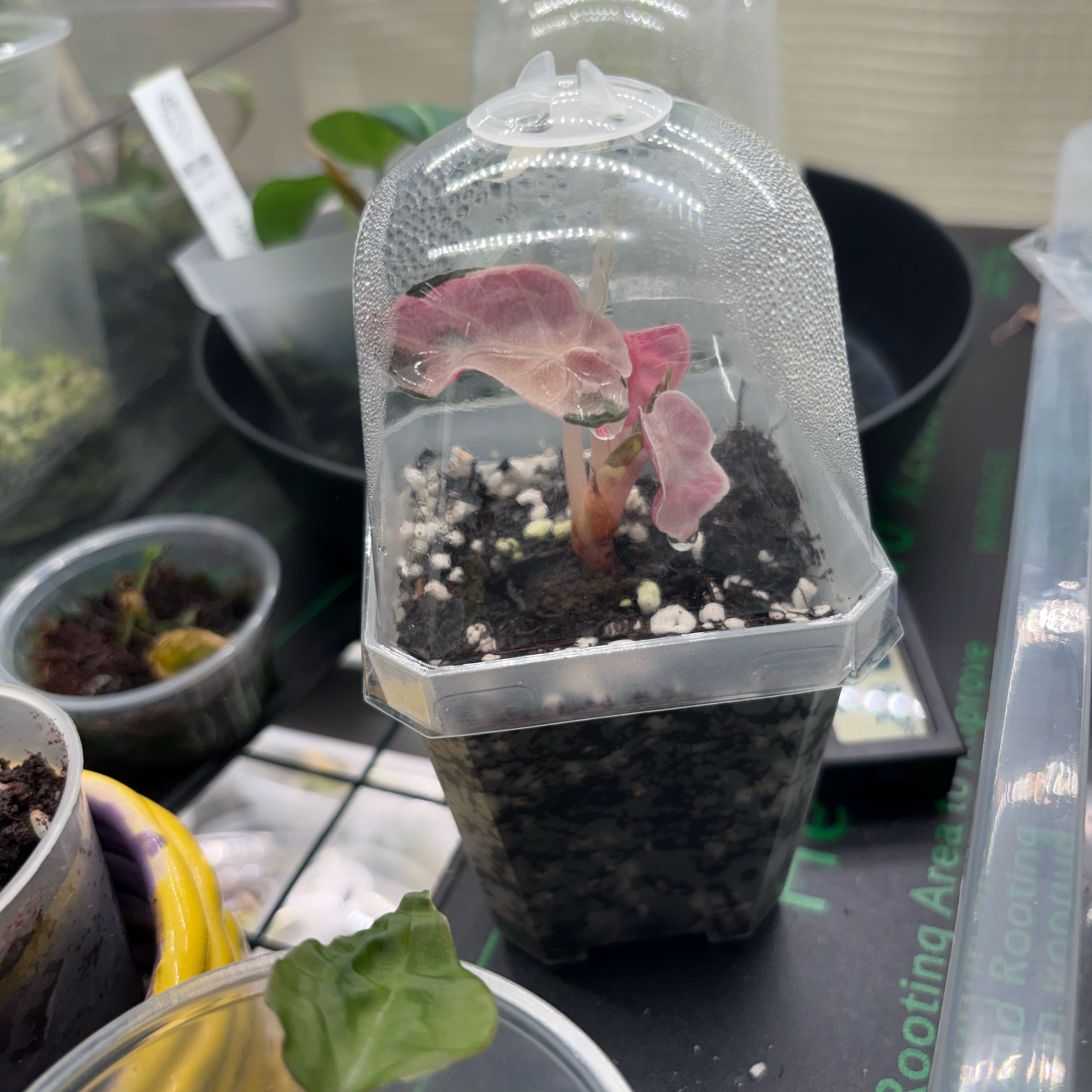 Photo of the plant species Alocasia 'Balloon Heart Pink' by @HiItsMeMar named Alocasia Balloon Heart Pink on Greg, the plant care app