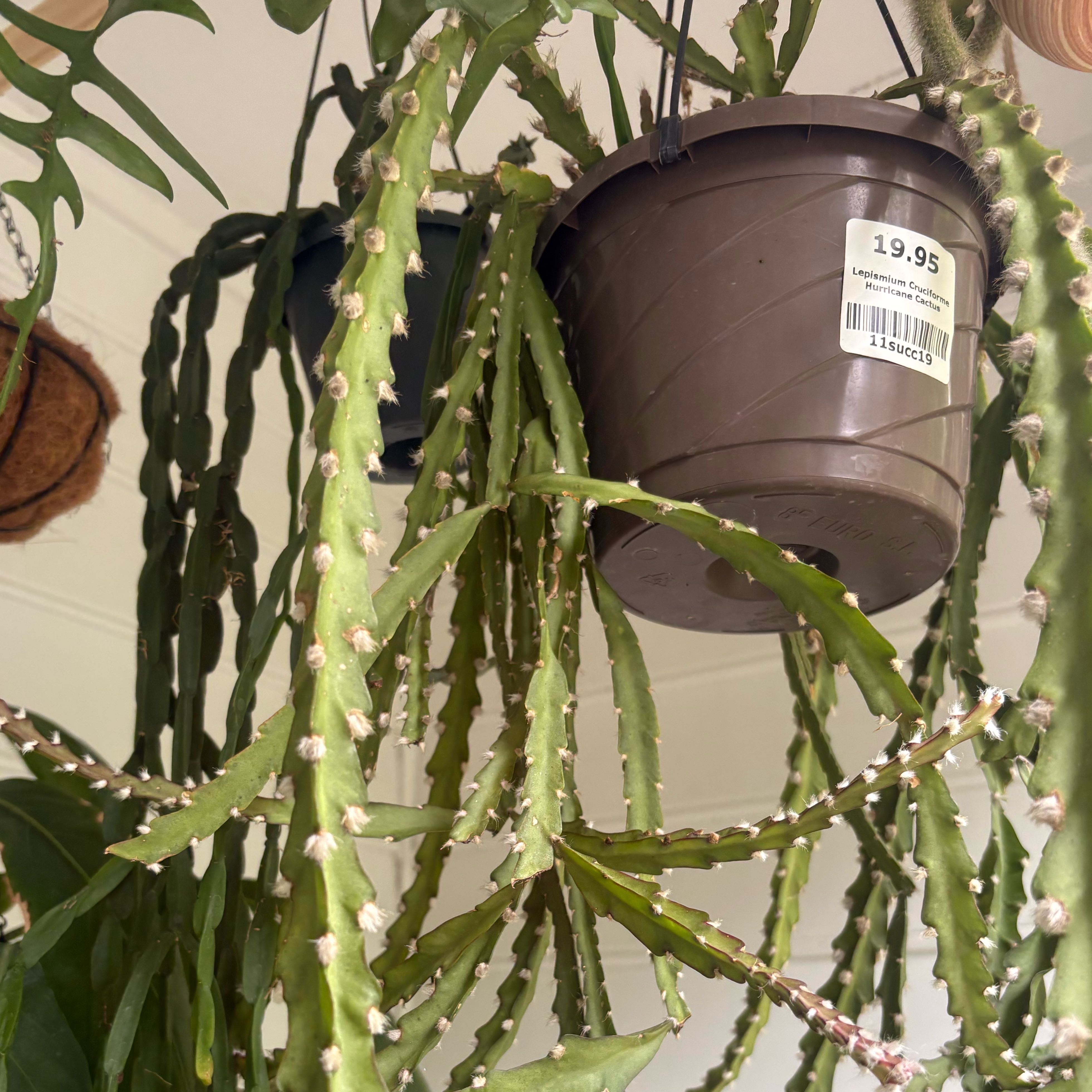 Photo of the plant species Lepismium cruciforme by @HiItsMeMar named Cactus Hurricane on Greg, the plant care app