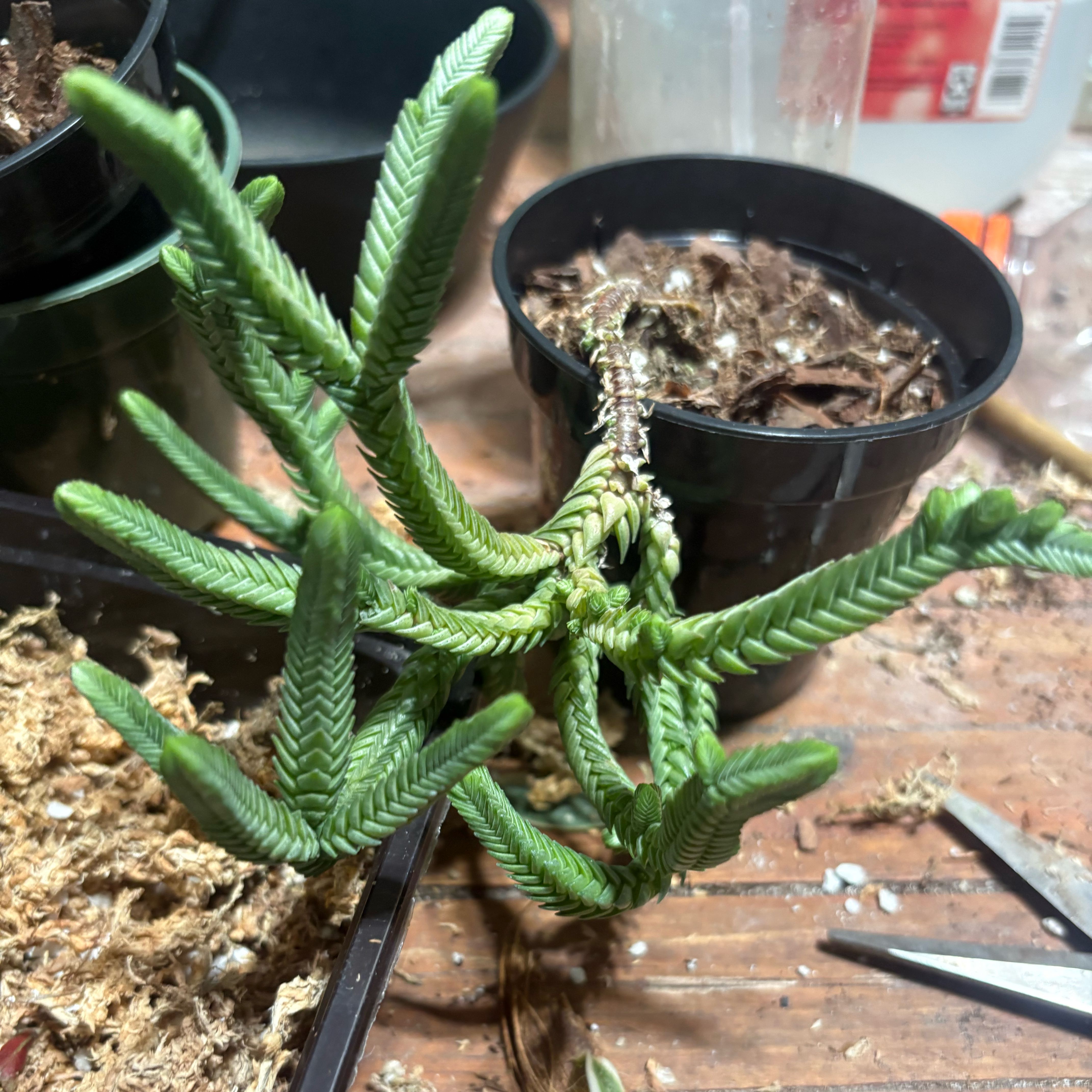 Photo of the plant species Watch Chain by @HiItsMeMar named Cactus crussula Muscosa on Greg, the plant care app