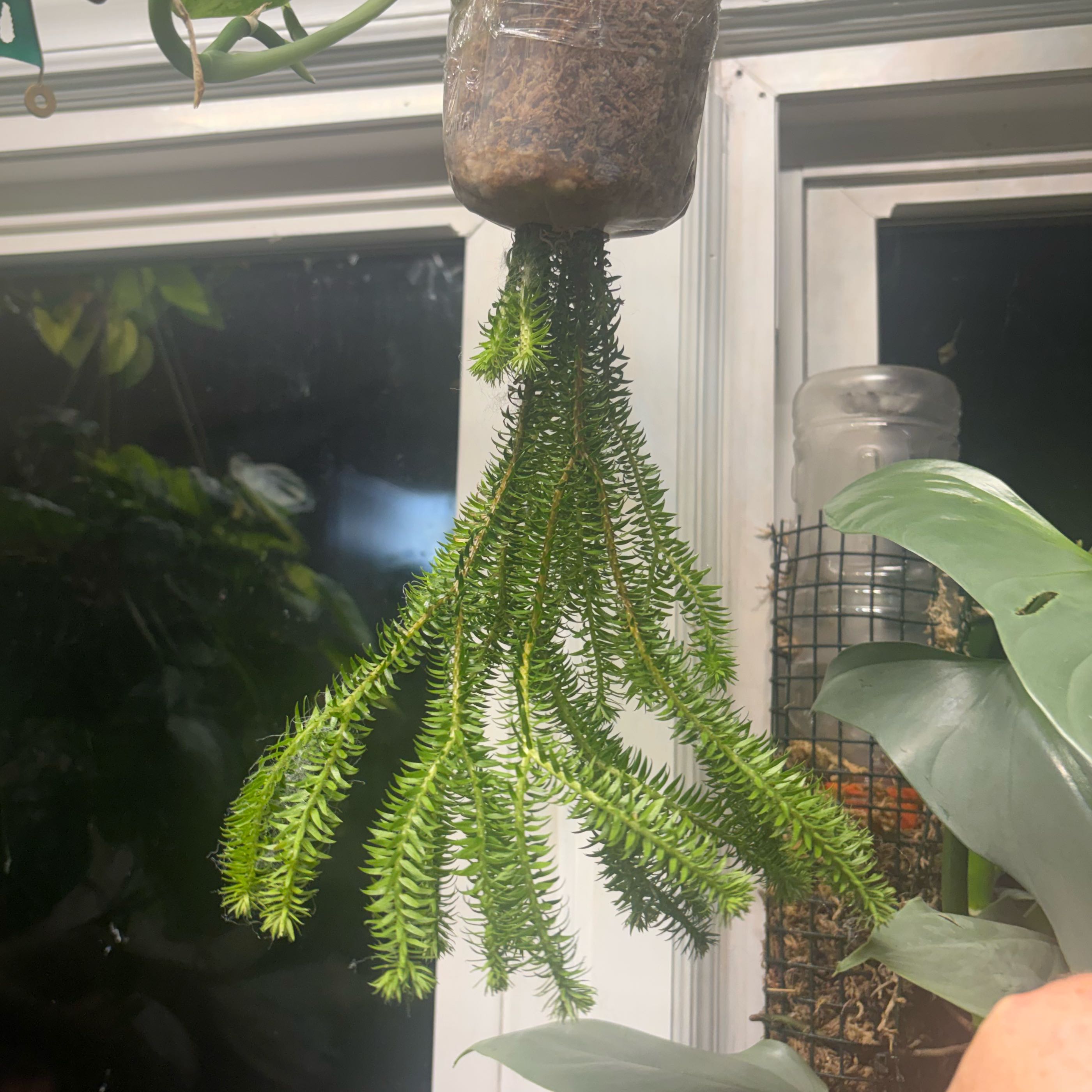 Photo of the plant species Huperzia nummulariifolia by @HiItsMeMar named Huperzia Piiniola on Greg, the plant care app