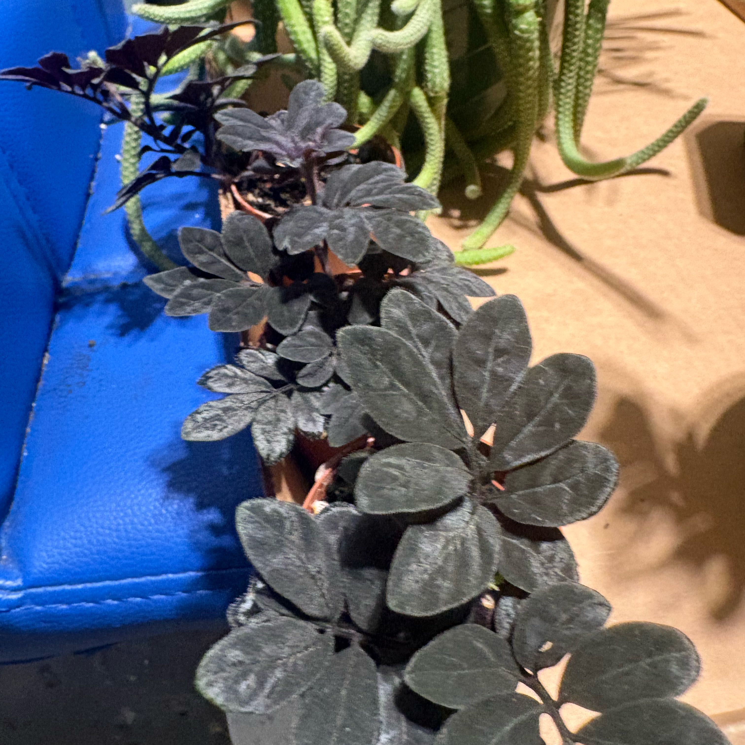 Photo of the plant species Solanum uleanum by @HiItsMeMar named Solanum Uleanum purple nightingale vine on Greg, the plant care app
