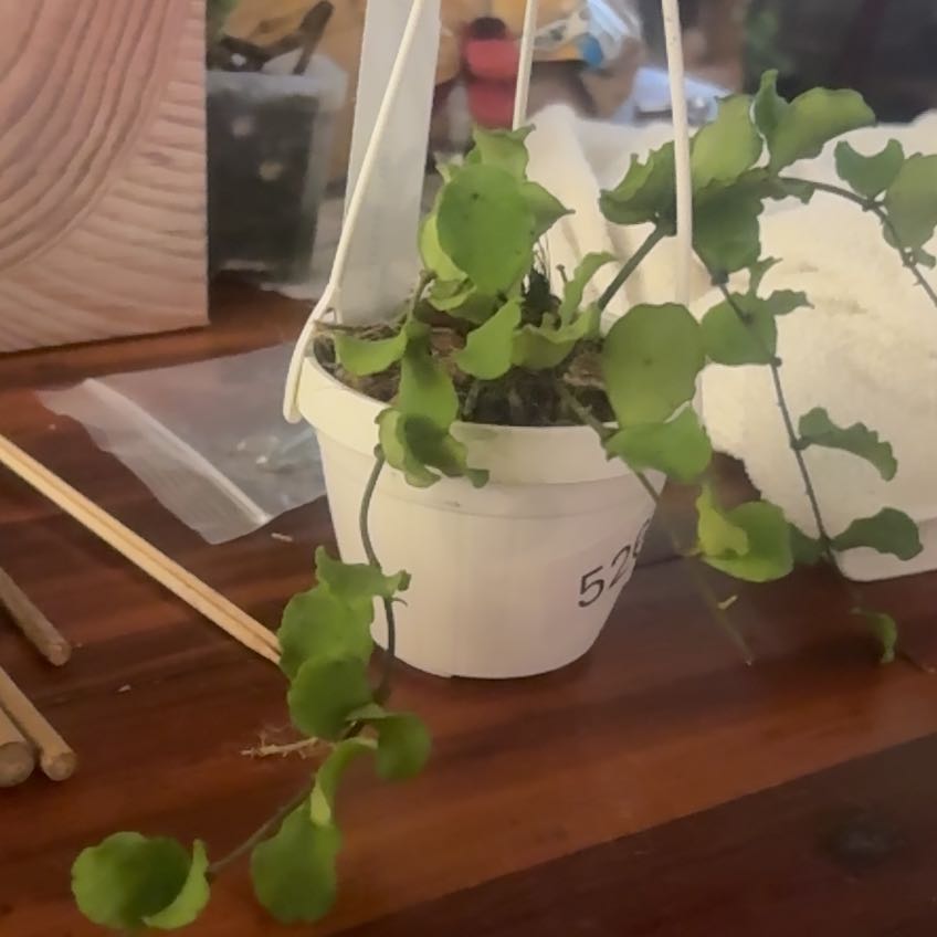 Photo of the plant species Hoya kanyakumariana by @HiItsMeMar named Hoya Kanya Podunk on Greg, the plant care app