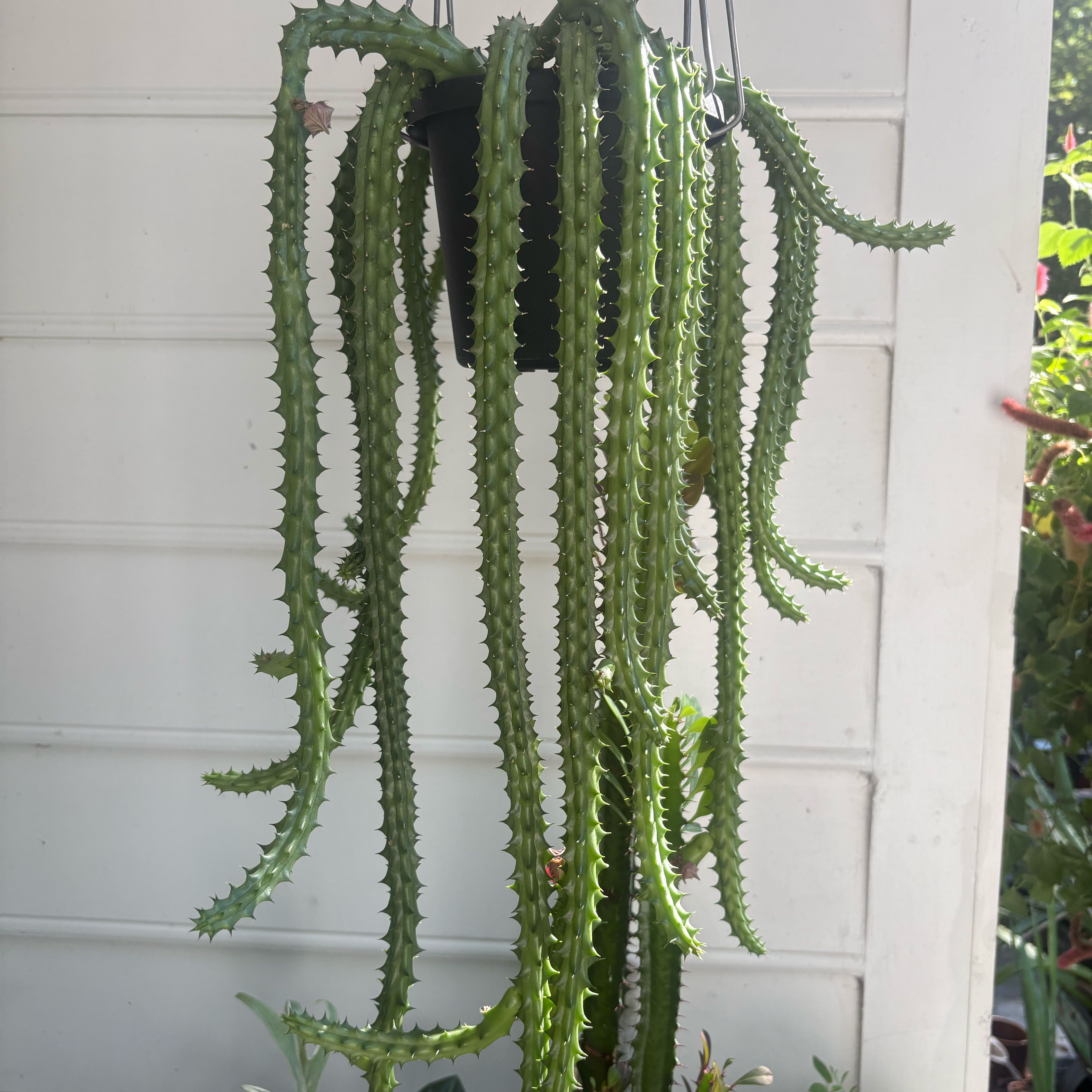 Photo of the plant species Red Dragon Flower by @HiItsMeMar named Madonna on Greg, the plant care app