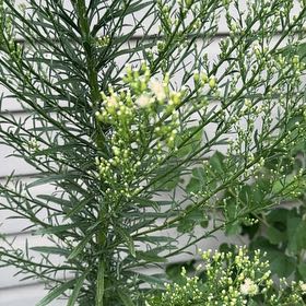 Photo of the plant species Canadian Fleabane by @ProfusePandan named Morgan Treeman on Greg, the plant care app