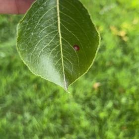 Photo of the plant species Bradford Pear by @ProfusePandan named Remington on Greg, the plant care app