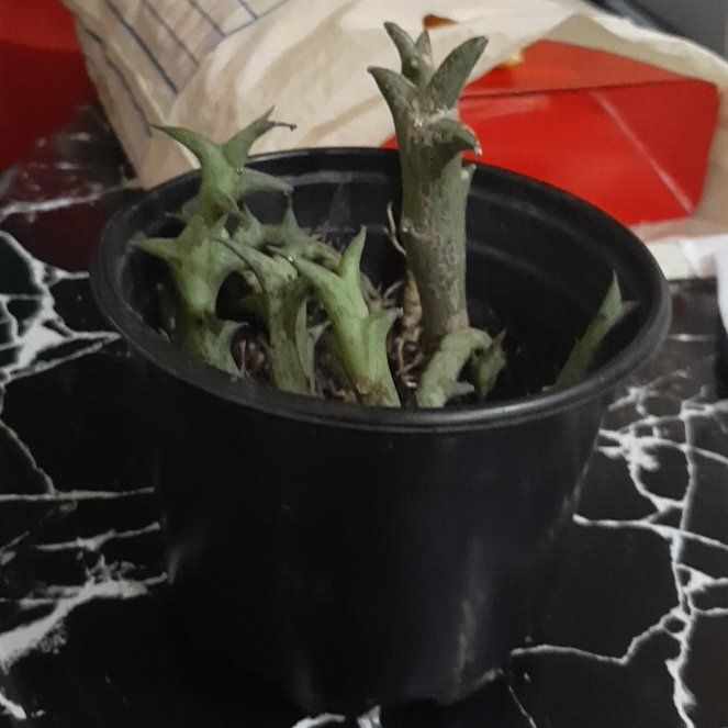 Photo of the plant species Euphorbia stenoclada by @FairApplerose named Agosto Lorenzo on Greg, the plant care app