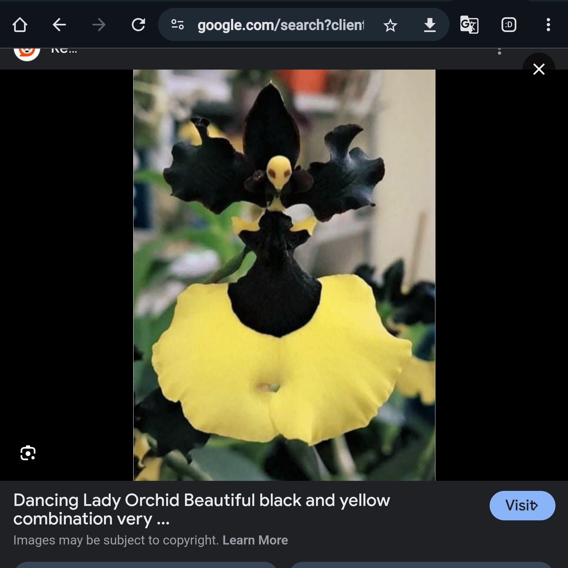 Photo of the plant species Oncidium Jiaho Queen by @SolidPoinsettia named Remington on Greg, the plant care app