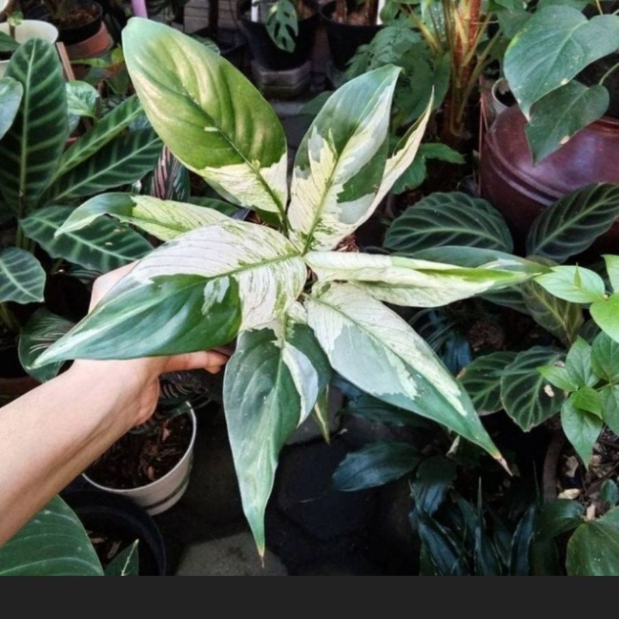 Photo of the plant species Picasso Peace Lily by @SolidPoinsettia named Tree Diddy on Greg, the plant care app