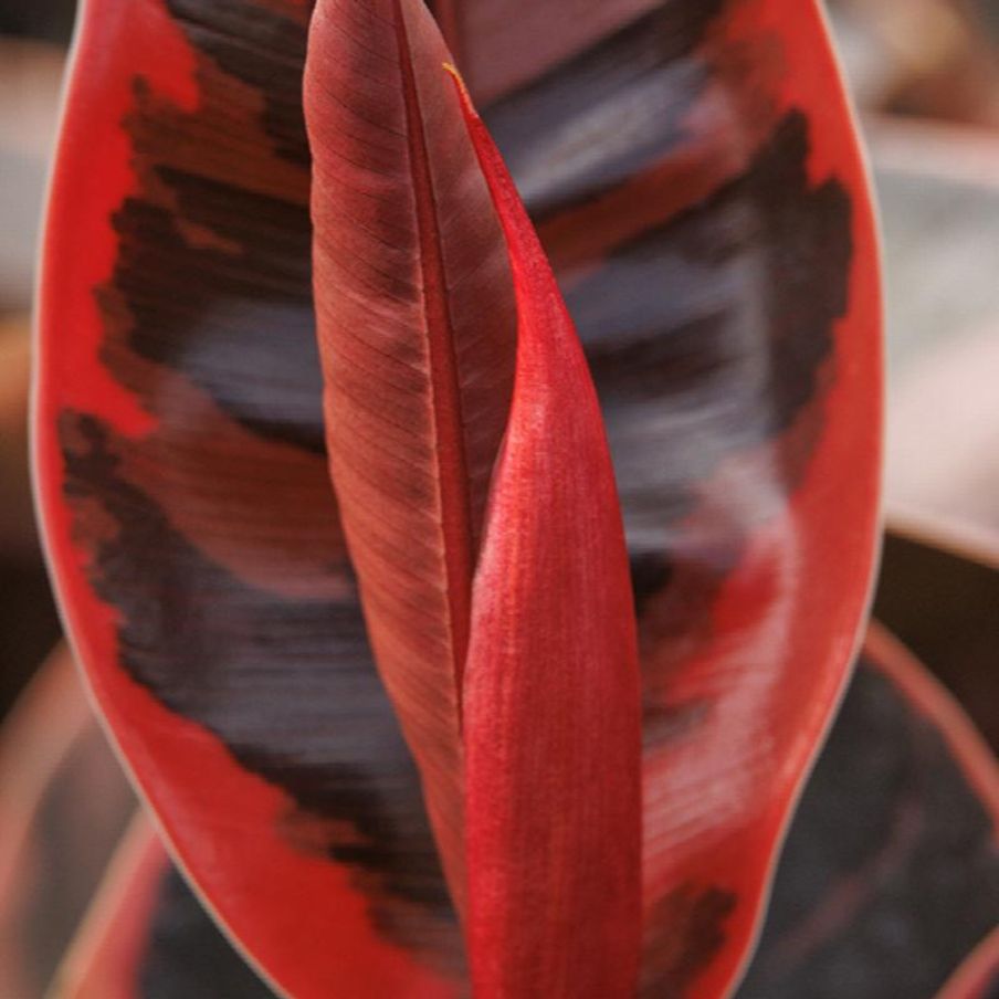 Photo of the plant species Ruby Rubber by @SolidPoinsettia named Morgan Treeman on Greg, the plant care app