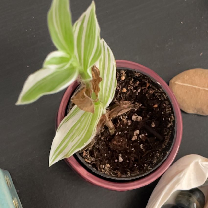 Photo of the plant species White Stripe Wandering Jew by @NurseFringedrue named Duke on Greg, the plant care app