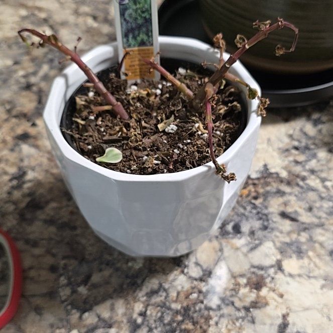 Photo of the plant species Banana succulent by @RadChismastree named Dax on Greg, the plant care app