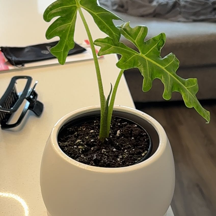 Photo of the plant species Malaysian Monster by @LightWoodsrose named Lola on Greg, the plant care app