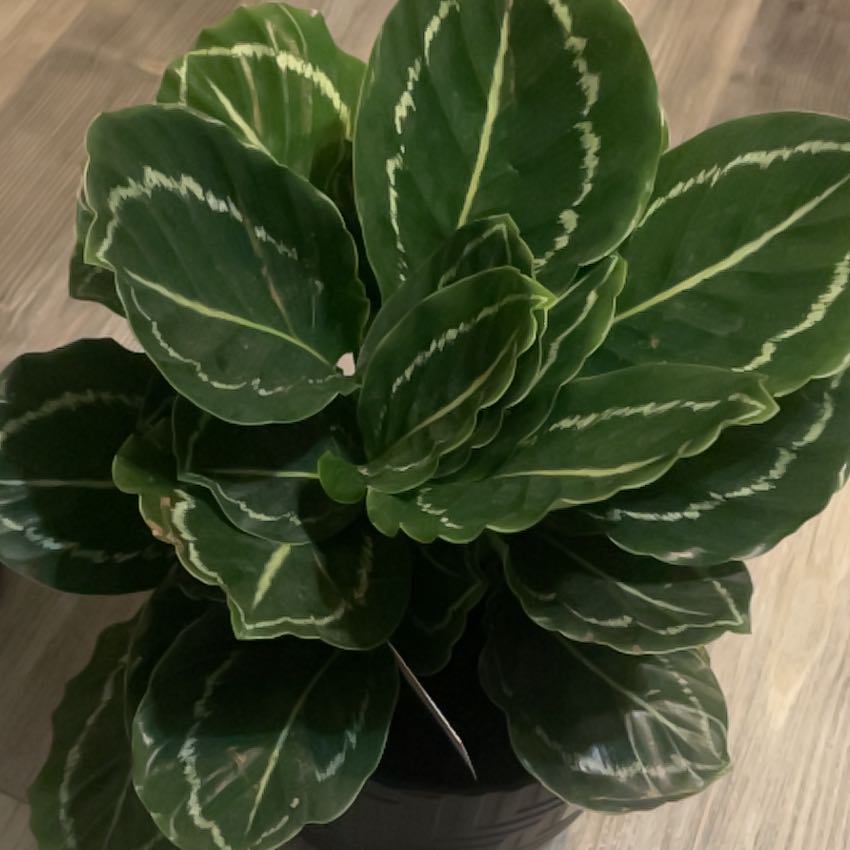 Photo of the plant species Julia by @ReliableMango named Tammi on Greg, the plant care app