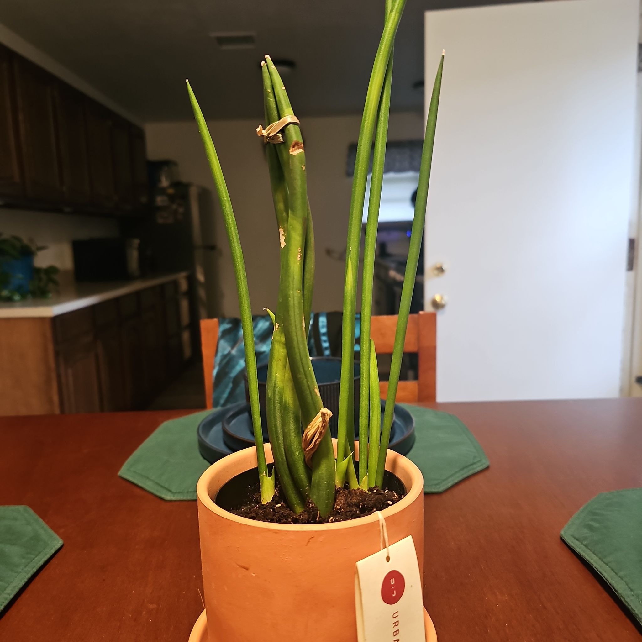 Plant care for braided willow on Greg, the plant care app