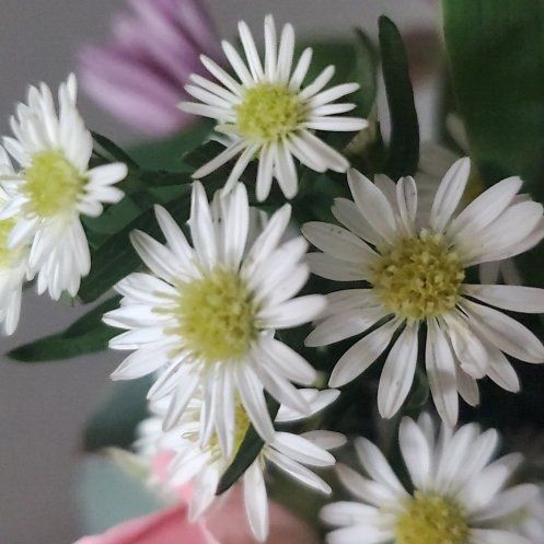 Photo of the plant species Panicled Aster by @SturdyPigfern named Elle on Greg, the plant care app
