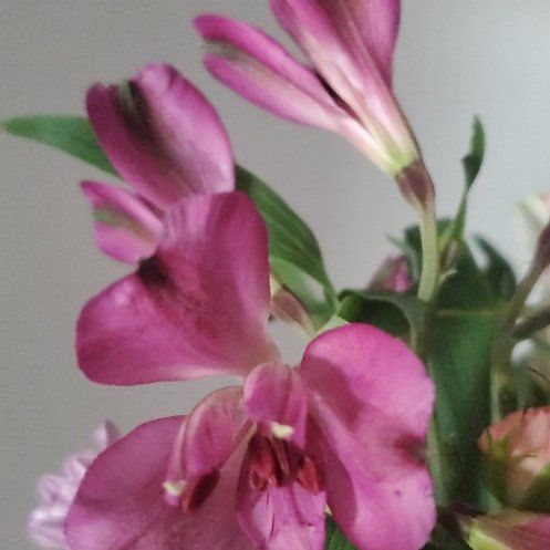 Photo of the plant species Italian Gladiolus by @SturdyPigfern named Sage on Greg, the plant care app
