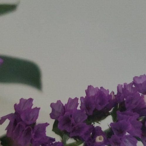 Photo of the plant species Wavyleaf Sea Lavender by @SturdyPigfern named Kobe on Greg, the plant care app