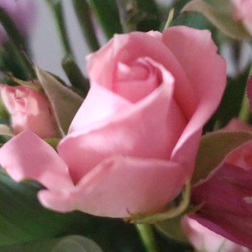 Photo of the plant species French Rose by @SturdyPigfern named Taylor Swift on Greg, the plant care app