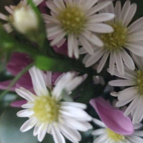 Photo of the plant species Panicled Aster by @SturdyPigfern named James Dean on Greg, the plant care app