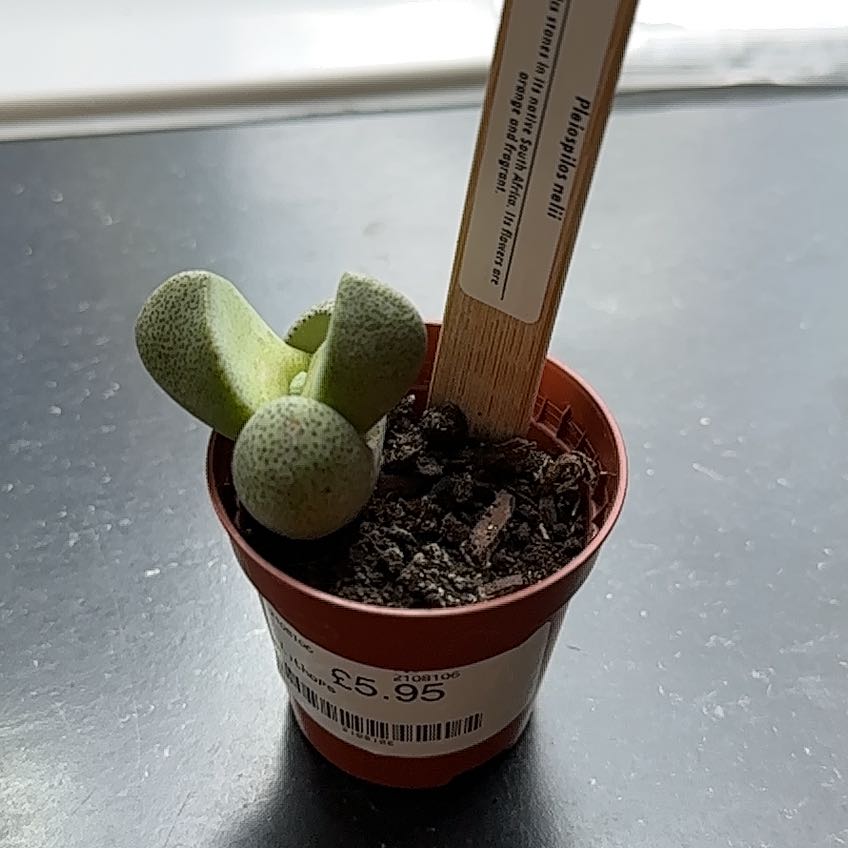 Healthy Split Rock (Pleiospilos nelii) plant in a small pot with visible soil.