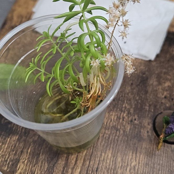 Photo of the plant species Mexican Stonecrop by @NiceHerbsophia named Girlfrond on Greg, the plant care app