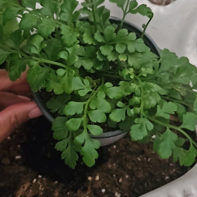 Photo of the plant species Black Spleenwort by @HipJurassicdino named Duke on Greg, the plant care app