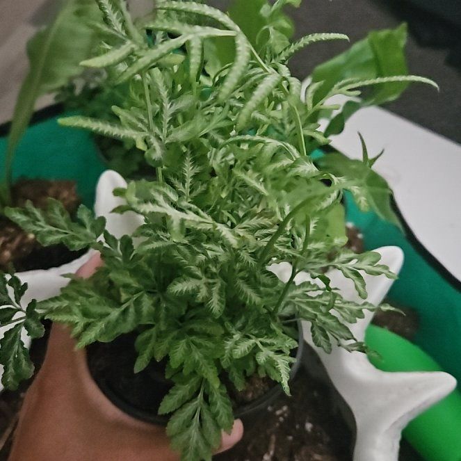 Photo of the plant species Brake Fern by @HipJurassicdino named Mando on Greg, the plant care app