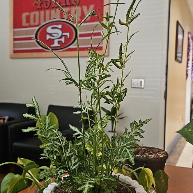 Photo of the plant species Brake Fern by @HipJurassicdino named Sage on Greg, the plant care app