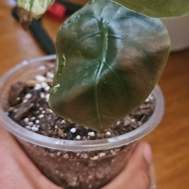 Photo of the plant species Alocasia Cuprea by @plantplugpluma named Lil Ms Red Riding Hood on Greg, the plant care app