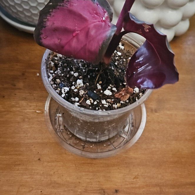 Photo of the plant species Calathea Purple Rose by @plantplugpluma named Applilonia on Greg, the plant care app