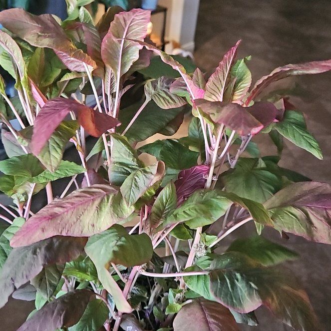 Photo of the plant species Mexican Grain Amaranth by @plantplugpluma named Fernie Mercury on Greg, the plant care app