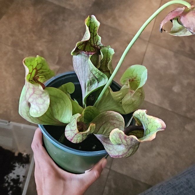 Photo of the plant species Purple Pitcher Plant by @plantplugpluma named Anne on Greg, the plant care app