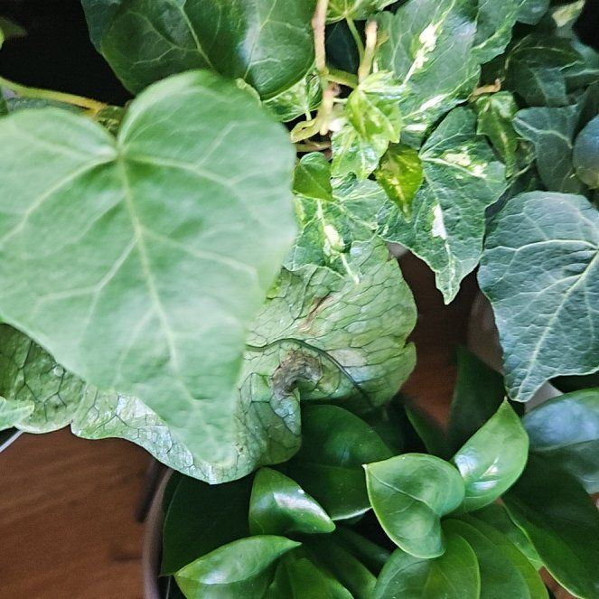Photo of the plant species Canarian Ivy by @plantplugpluma named Aria on Greg, the plant care app