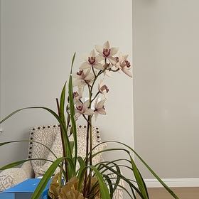 Photo of the plant species Yellow-Flowered Cymbidium by @KeyPotatotree named Cymbidium on Greg, the plant care app