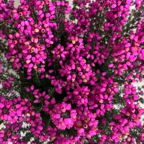 Photo of the plant species Scotch Heath by @Ejlong named Mando on Greg, the plant care app