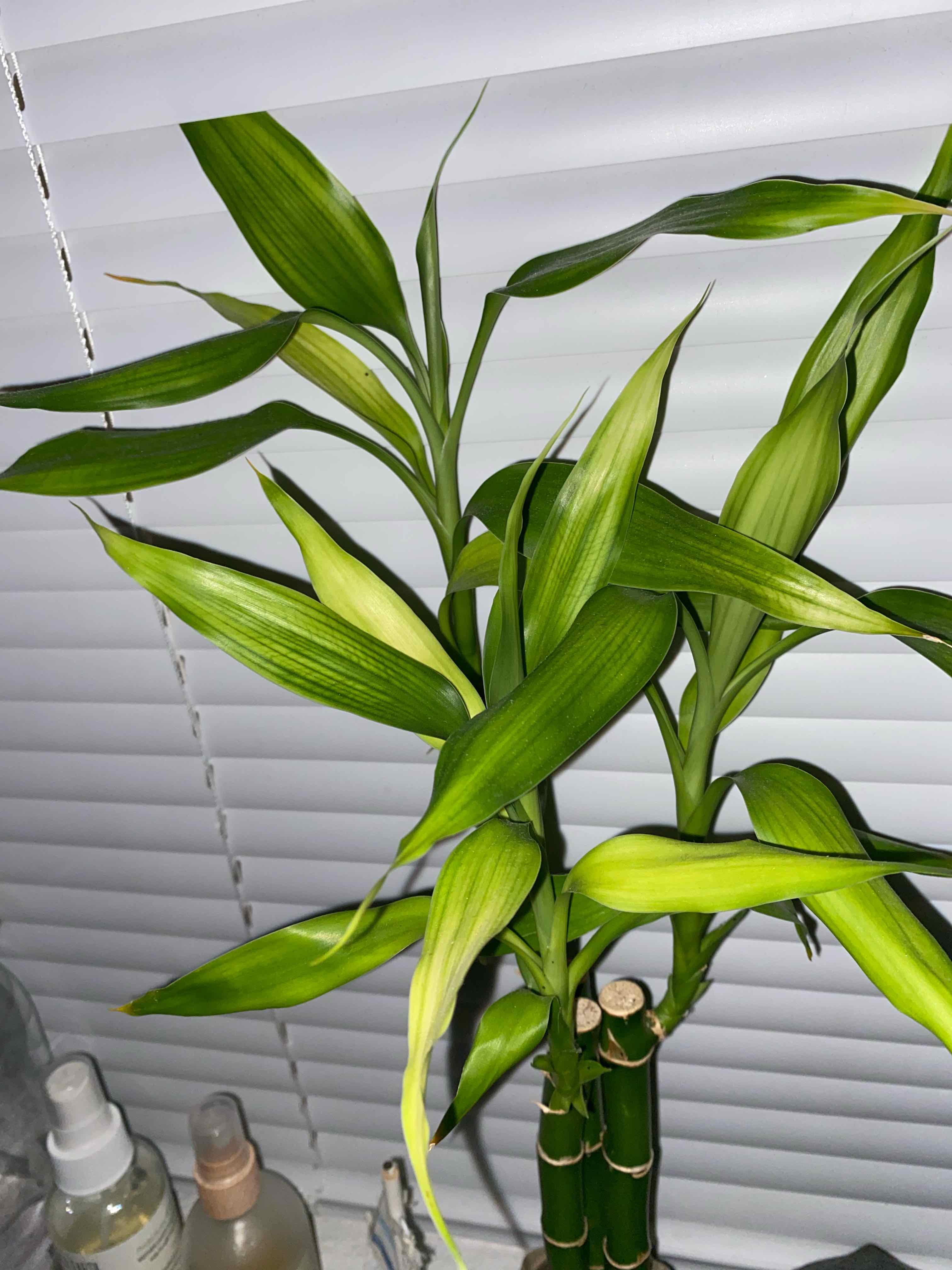 Common Bamboo plant with vibrant green leaves in an indoor setting.