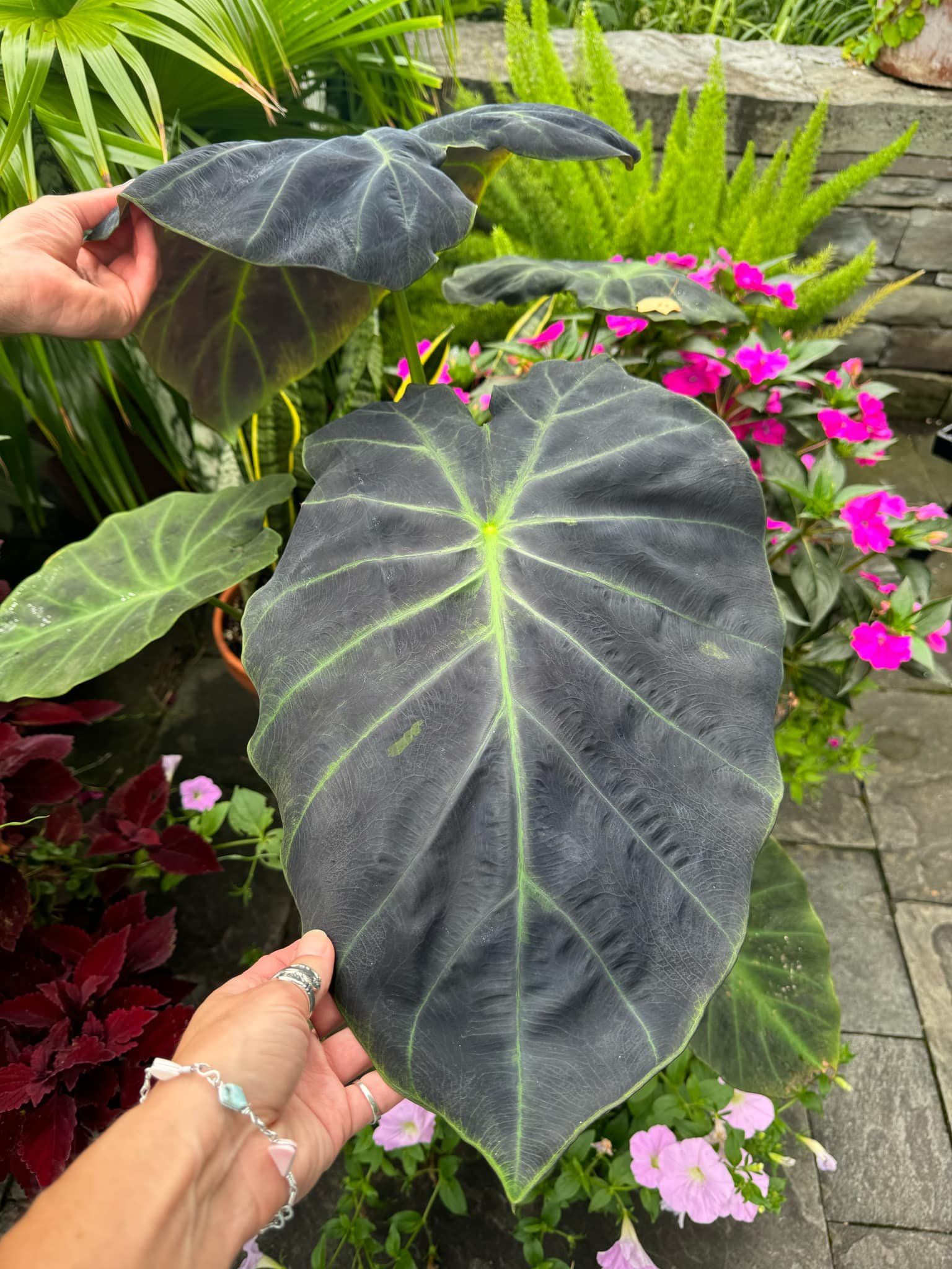 Photo of the plant species Imperial Taro by @PetMajestypalm named Mollie on Greg, the plant care app