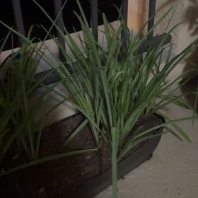 Photo of the plant species Polianthes tuberosa by @GiddyStonecrop named Bieber on Greg, the plant care app