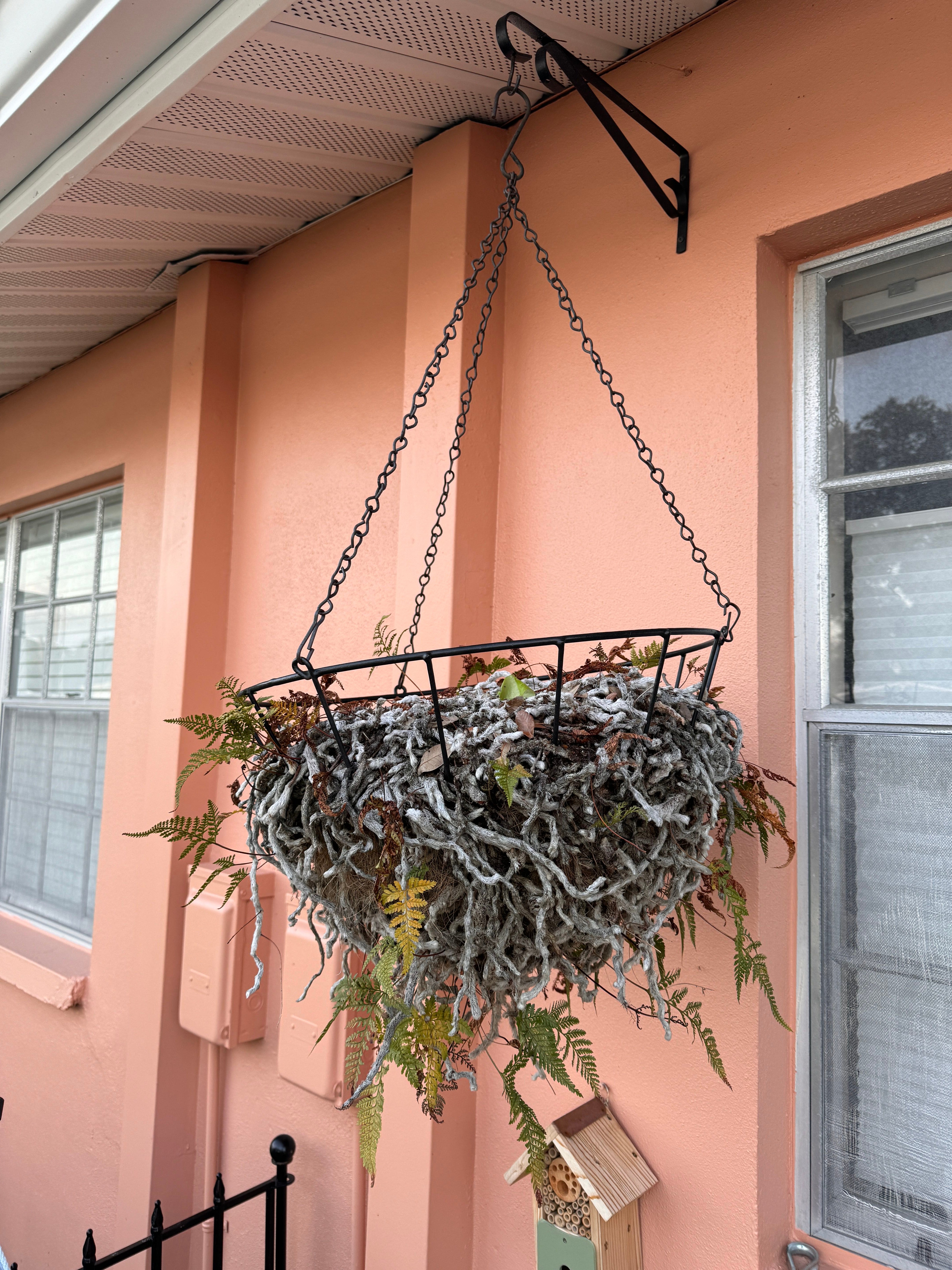 Rabbit Foot Fern Plant Care Water, Light, Nutrients Greg App 🌱