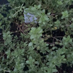 Photo of the plant species Breckland Thyme by @ManyBoglaurel named Bodhi on Greg, the plant care app