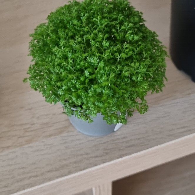 Photo of the plant species Meadow Spikemoss by @OverseerPeanut named Denali on Greg, the plant care app