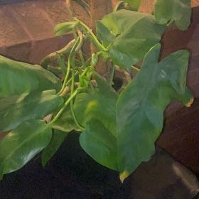 Photo of the plant species Spadeleaf Philodendron by @CalmSeagrapes named Peter Parker on Greg, the plant care app