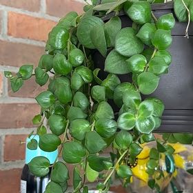 Photo of the plant species Lipstick Plant Pink Thai by @Phaelodendron named Pink Lipstick on Greg, the plant care app