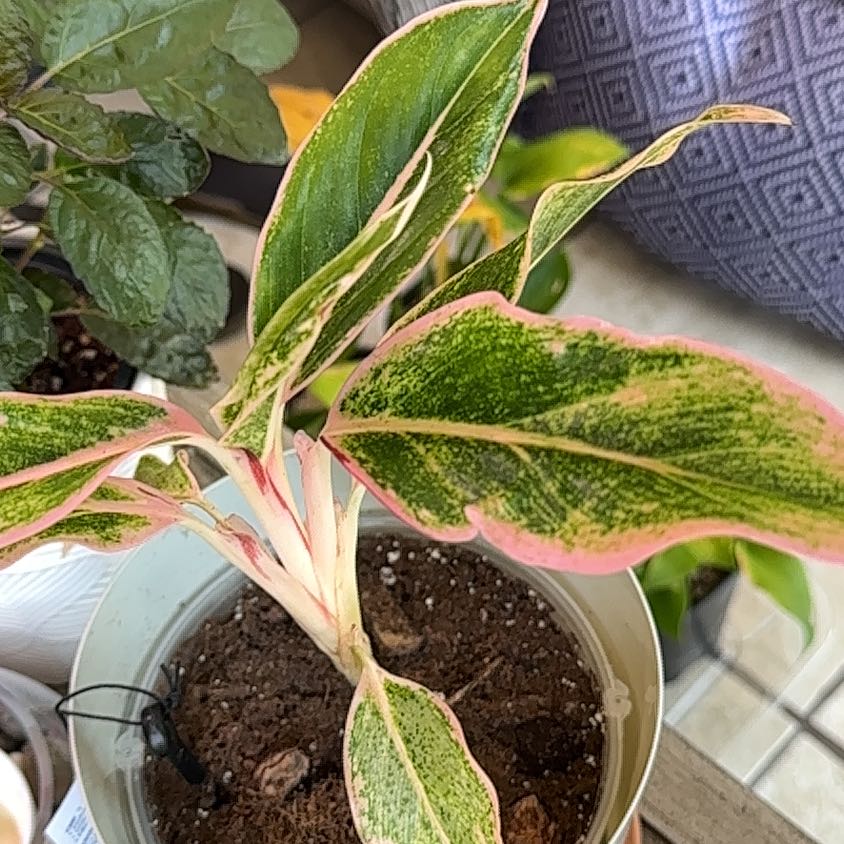 Photo of the plant species Chinese Evergreen by @Phaelodendron named Algaonema Pink on Greg, the plant care app
