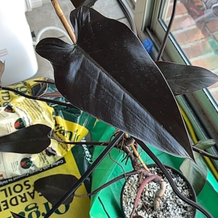 Photo of the plant species Philodendron 'Majesty' by @Phaelodendron named Stiletto on Greg, the plant care app