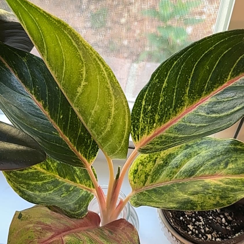 Photo of the plant species Aglaonema 'Golden Fluorite' by @Phaelodendron named Soam on Greg, the plant care app