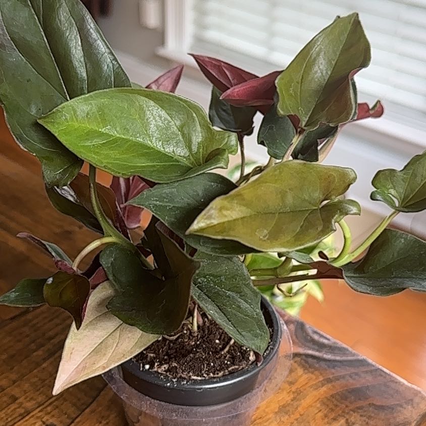 Photo of the plant species syngonium llano carti by @Phaelodendron named Llano Carti Road on Greg, the plant care app