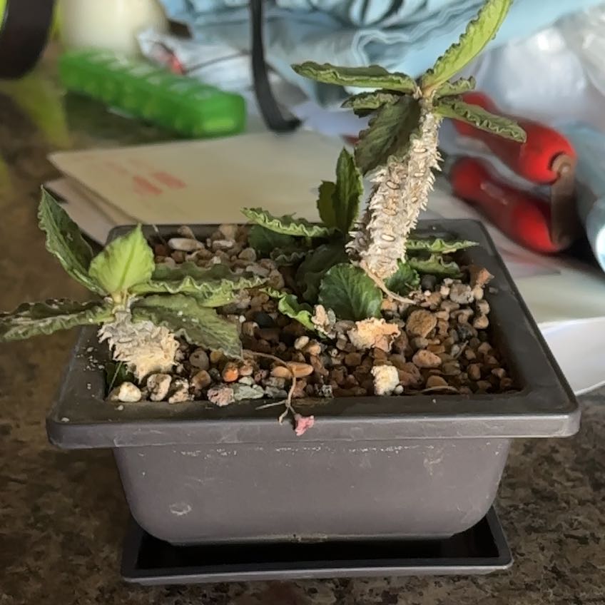 Photo of the plant species Euphorbia decaryi by @JuicyImpatiens named Remington on Greg, the plant care app