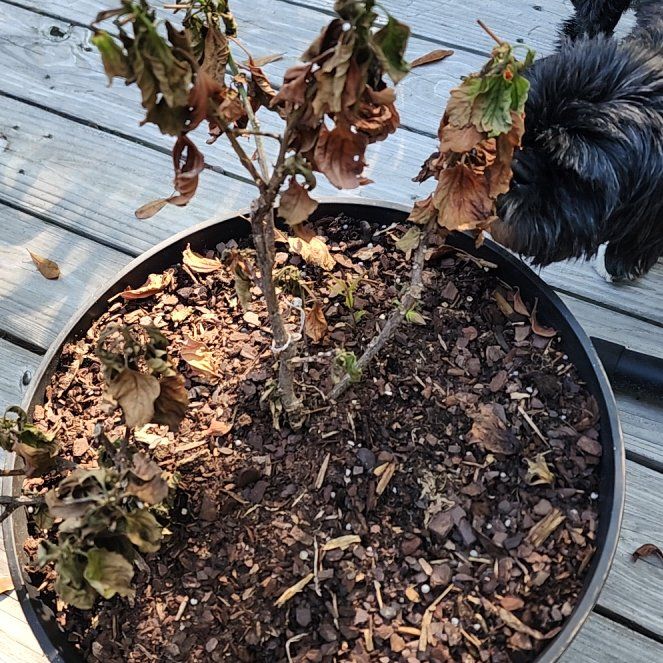 Photo of the plant species Double Apricot Hibiscus by @ThoroughDamiana named Kardashian on Greg, the plant care app